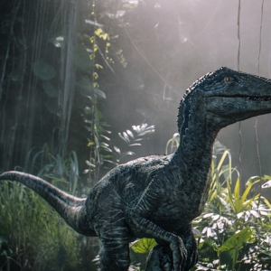 Regarder la vidéo Owen reconnects with Velociraptor Blue in Jurassic World: Fallen Kingdom